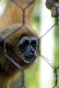 Gibbon bruno in cattività Un gibbon bruno dietro a una recinzione a maglie, con espressione pensierosa