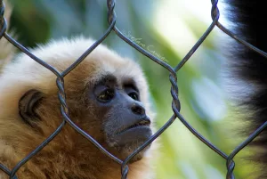Un gibbon con pelliccia chiara osserva attraverso una rete metallica in uno zoo