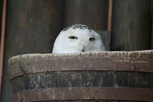 Gufo reale che osserva da un cestino di legno in un ambiente naturale