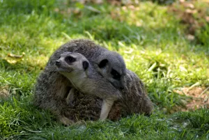 Due suricati in un prato verde, uno abbraccia l'altro in un momento affettuoso