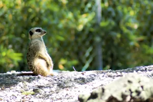 Suricata in piedi su una superficie rocciosa, osservando l'ambiente circostante
