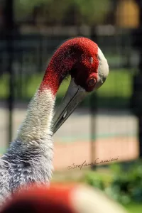 Ritratto di un uccello elegante Un craneo con piumaggio grigio e rosso, evidenziando il collo elegante e lungo di un uccello