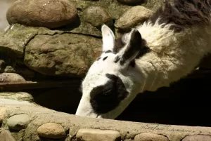Una lama che esplora un'area rocciosa, con un particolare sul suo muso distintivo