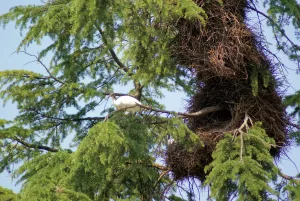 Un airone bianco su un ramo di albero vicino a un nido