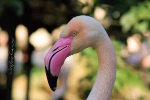 Ritratto di un fenicottero rosa con sfondo naturale