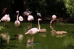 Fenicotteri Rosa in Lagune Gruppo di fenicotteri rosa che si nutrono in una laguna verde in un ambiente naturale
