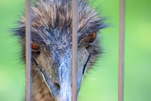 Immagine ravvicinata di un emù dietro le sbarre di una recinzione