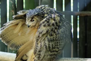 Gufo con piumaggio marrone e bianco che si sistema le piume su uno sfondo di legno