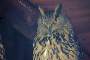 Gufo reale con occhi arancioni e piumaggio striato in un ambiente naturale