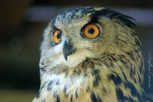 Gufo reale con occhi arancioni intensi e piumaggio marrone chiaro e scuro