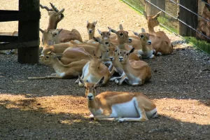 Gruppo di gazelle che riposano su un sentiero di ghiaia in una riserva naturale