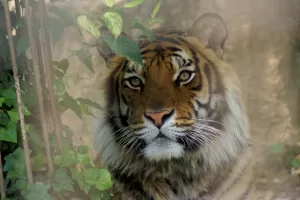 Viso di una tigre con pelliccia striata e sguardo intenso tra le foglie verdi