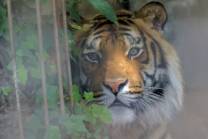 Tigre avvistato in cattività con espressione intensa e vegetazione sullo sfondo