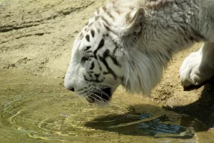 Tigre Bianca in Rifornimento Una tigre bianca che si disseta in uno stagno al sole