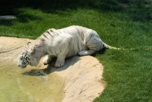 Una tigre bianca si avvicina a una pozza d'acqua in un ambiente naturale