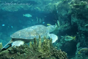 Tartaruga Marina in Acquario Tartaruga marina che nuota tra i coralli e i pesci in un acquario