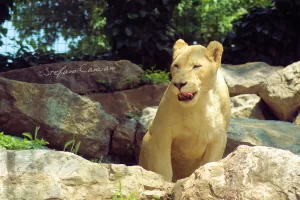 Leone bianco in esposizione Leone bianco su rocce verdi in uno zoo, con vegetazione sullo sfondo