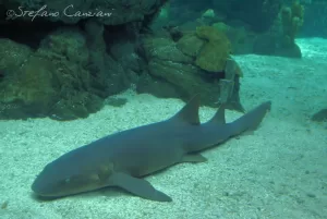 Squalo di barriera in acquario Uno squalo di barriera nuota sul fondo marino in un acquario
