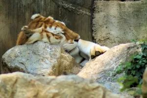 Una tigre sdraiata su una roccia