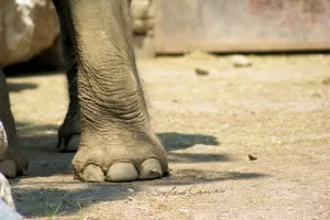 Dettaglio del piede di un elefante Piede di elefante in primo piano su terreno naturale