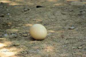 Uovo di grande dimensione su terreno di terra, con luce naturale