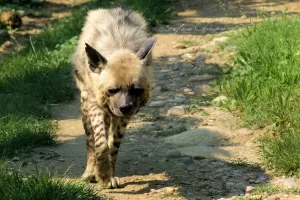 Iena dal manto chiaro che cammina lungo un sentiero erboso