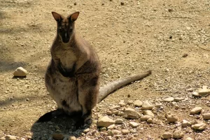 Canguro in piedi su terreno ghiaioso, con pelliccia grigia e postura eretta