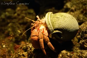 Granchio eremita nel suo habitat Un granchio eremita con un guscio di lumaca sul dorso nel suo habitat marino