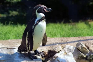Pinguino africano in natura Un pinguino africano su una roccia, con sfondo di erba verde e luce naturale