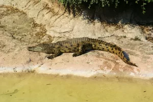 Coccodrillo che riposa su una riva vicino a un corpo d'acqua