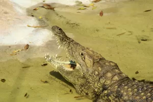 Coccodrillo nell'habitat acquatico Coccodrillo che emerge dall'acqua con la bocca aperta in un ambiente naturale
