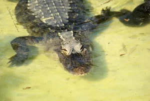 Coccodrillo che nuota in acque dall'aspetto torbido