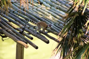 Lemure su struttura di bambù Un lemure che cammina su una struttura di bambù sopra un fiume verde