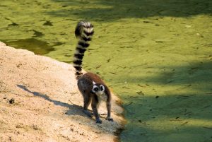 Lemure di ringtail al laghetto Un lemure di ringtail sulla riva di un laghetto circondato da acqua verde