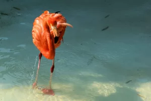 Fenicottero rosa in acqua cristallina con pesci che nuotano intorno