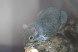 Scoiattolo grigio in posa Scoiattolo grigio sdraiato su un ramo con manto peloso e sguardo attento