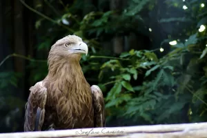Aquila reale in primo piano con sfondo naturale verde