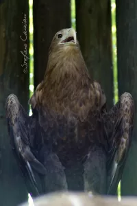 Aquila Reale in Cattività Aquila reale con le ali aperte, esibendo il suo piumaggio mentre si trova in cattività