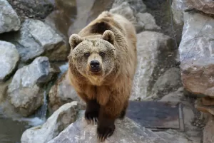 Orso bruno in habitat naturale Orso bruno in natura, camminando tra le rocce vicino a un ruscello