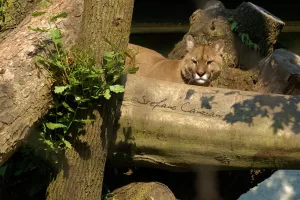 Un puma grigio si rilassa su un tronco di legno tra la vegetazione