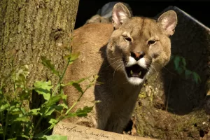 Puma che ringhia in un ambiente naturale tra alberi e vegetazione