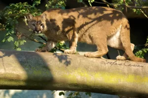 Puma in equilibrio su un ramo, immerso nella luce del sole tra le foglie