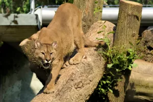 Un puma che cammina su un tronco di legno in un ambiente naturale