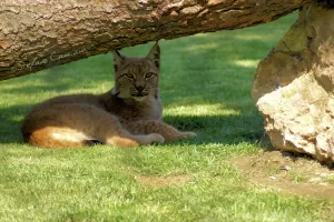 Lince sdraiata sull'erba verde sotto un albero, con sasso accanto