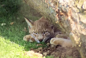Lince europea che si riposa sotto un albero nel suo habitat naturale