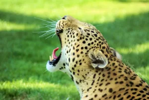 Leopardo che sbadiglia con il muso rivolto verso l'alto su un prato verde