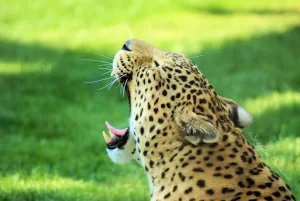 Leopardo che sbadiglia su un prato verde, evidenziando il suo mantello maculato