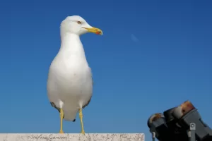 Gabbiano sotto il cielo sereno Gabbiano bianco in posa con cielo azzurro sullo sfondo e binocolo in evidenza