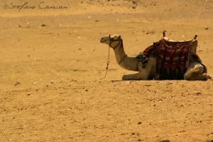 Un cammello riposa su una sabbiosa distesa desertica sotto un cielo sereno