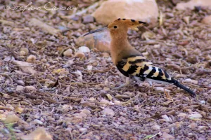 Un upupa con piumaggio colorato si muove tra le pietre nel suo habitat naturale